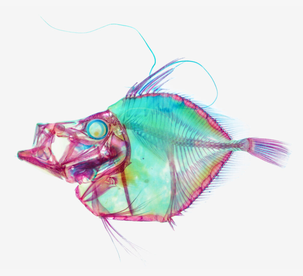 Mirror Dory (Zenopsis nebulosa) |commons:File:Zenopsis-nebulosa transparent specimen NMMBA.jpg