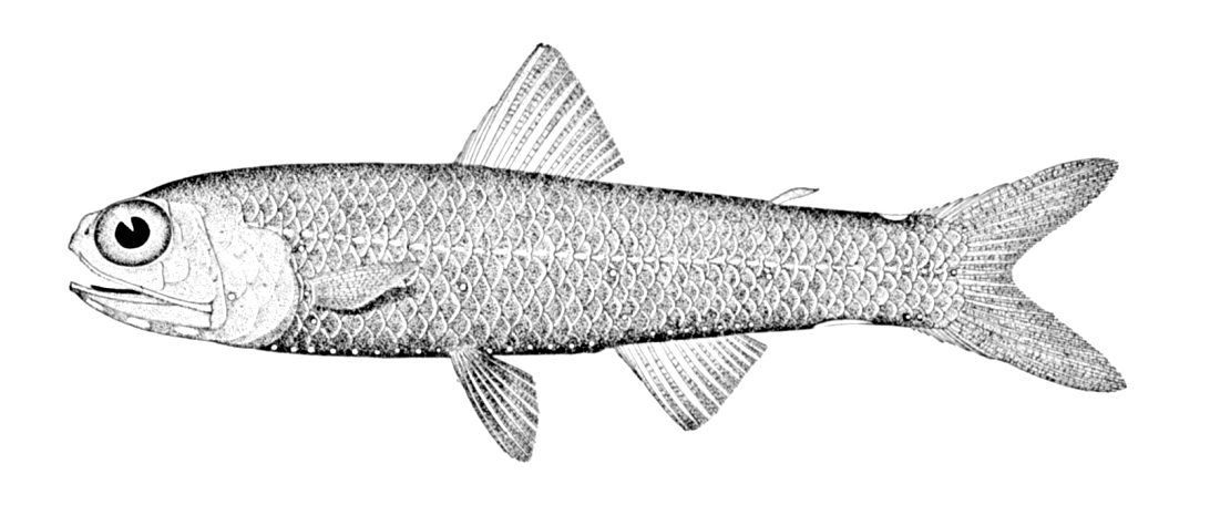 Mirror Lampfish (Lampadena speculigera) |commons:File:Lampadena speculigera.jpg