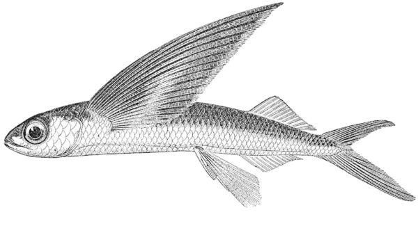 Mirrorwing Flyingfish (Hirundichthys speculiger) |commons:File:Hirundichthys speculiger.jpeg