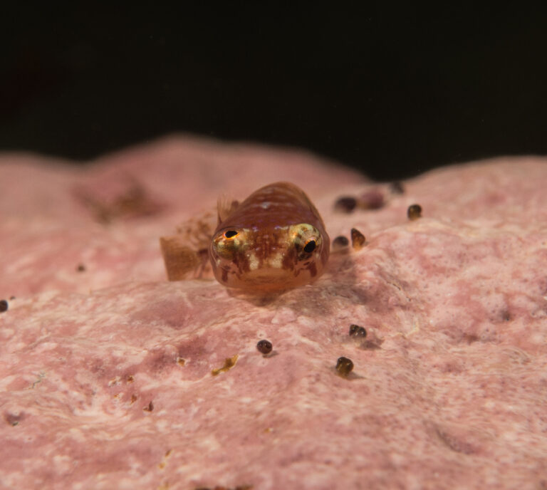 Modicus minimus (Modicus minimus) |commons:File:Modicus minimus.jpg