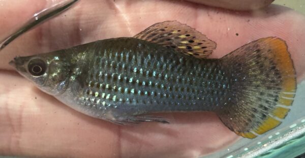 Moli (Poecilia sphenops) |commons:File:Poecilia sphenops, Florida, US imported from iNaturalist photo 487744119.jpeg