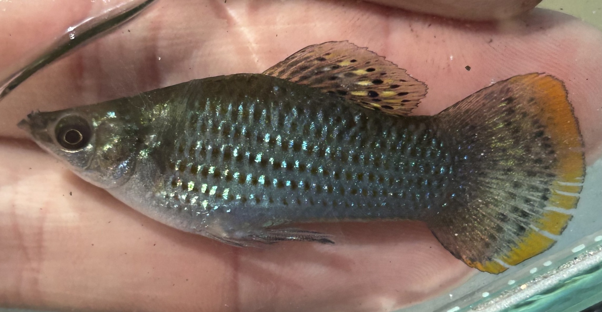 Moli (Poecilia sphenops) |commons:File:Poecilia sphenops, Florida, US imported from iNaturalist photo 487744119.jpeg