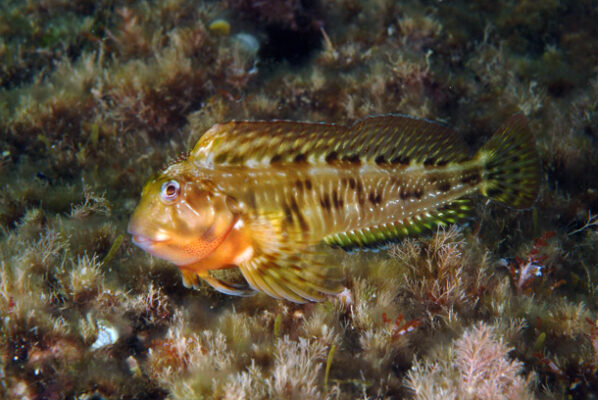 Molly Miller Blenny (Scartella cristata) |commons:File:Scartella cristata 25-09-07 DSCF1035.jpg
