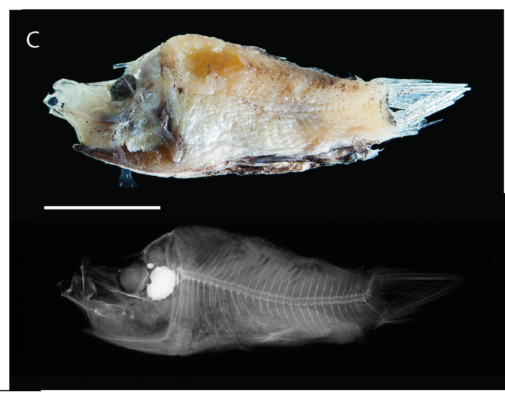 Monacoa grimaldii (Monacoa grimaldii) |commons:File:Monacoa grimaldii, ZMUB 18977.png