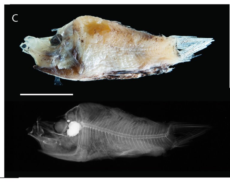 Monacoa grimaldii (Monacoa grimaldii) |commons:File:Monacoa grimaldii, ZMUB 18977.png