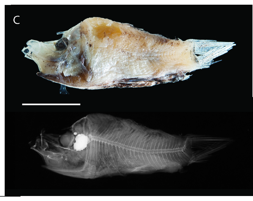 Monacoa grimaldii (Monacoa grimaldii) |commons:File:Monacoa grimaldii, ZMUB 18977.png
