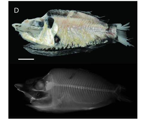 Monacoa griseus (Monacoa griseus) |commons:File:Monacoa griseus, holotype.png