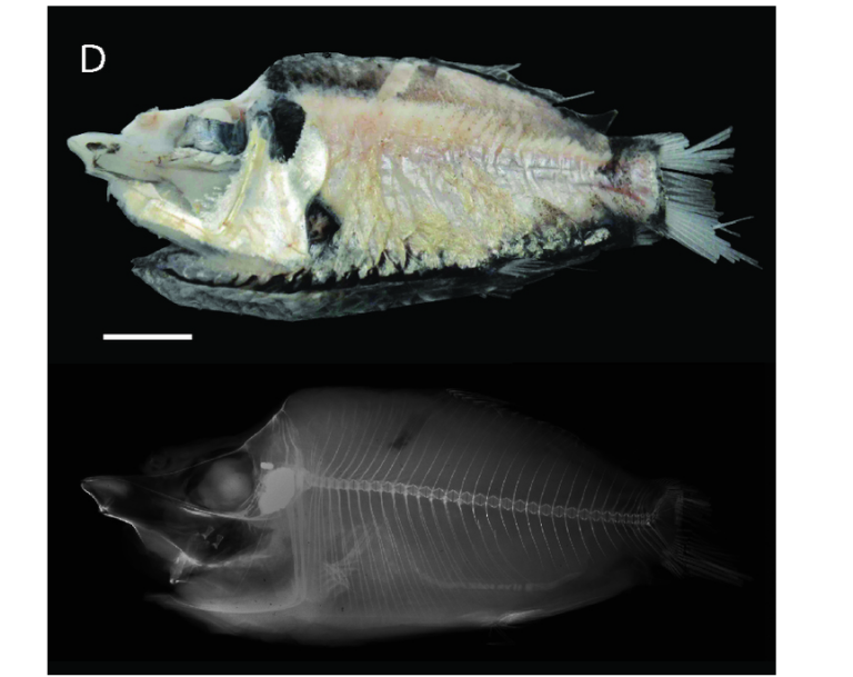 Monacoa griseus (Monacoa griseus) |commons:File:Monacoa griseus, holotype.png