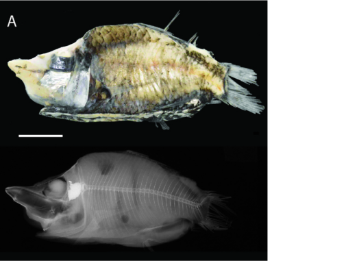 Monacoa niger (Monacoa niger) |commons:File:Monacoa niger, holotype.png