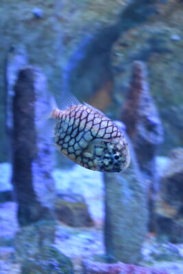 Monocentris japonica (Monocentris japonica) |commons:File:Grand Aquarium Saint-Malo - Monocentris japonica 01.jpg
