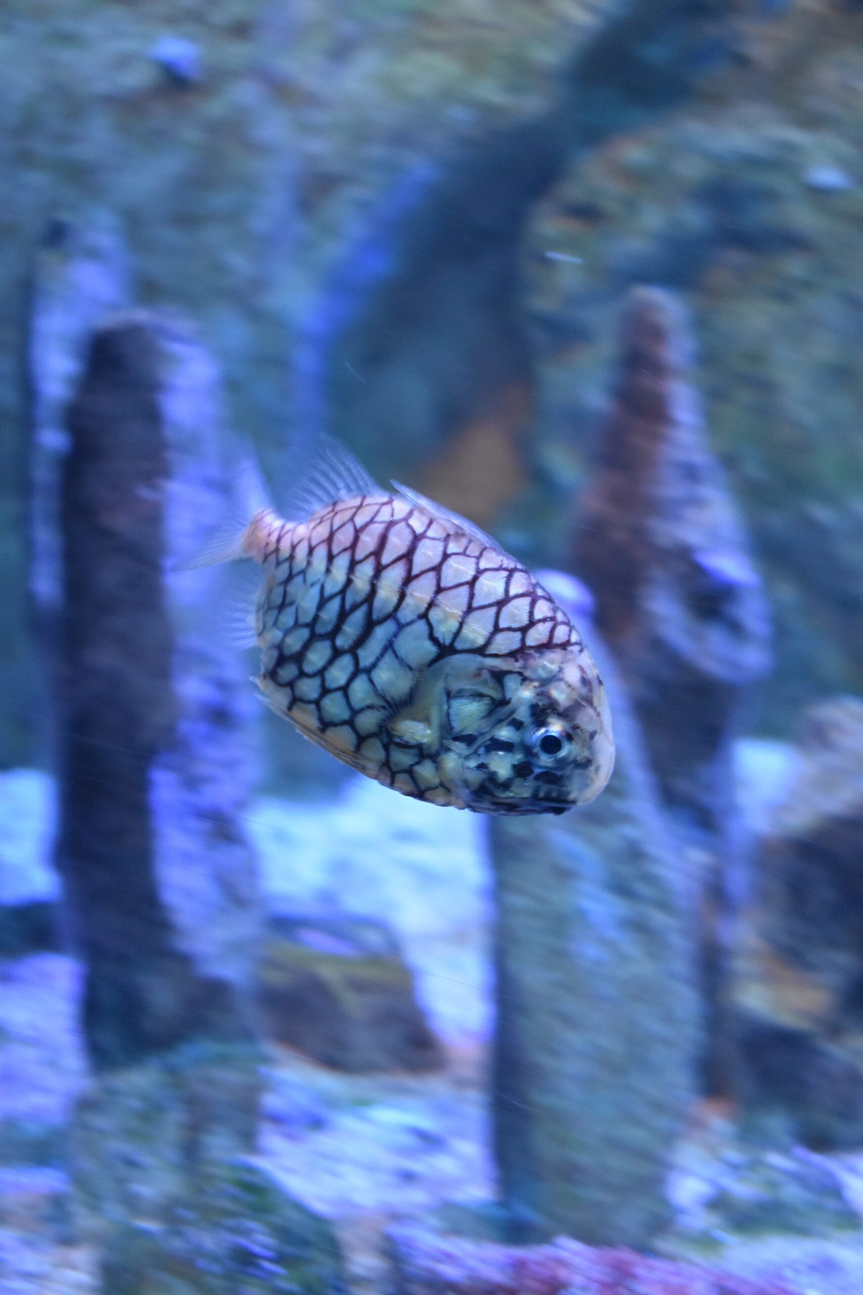 Monocentris japonica (Monocentris japonica) |commons:File:Grand Aquarium Saint-Malo - Monocentris japonica 01.jpg
