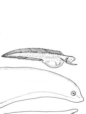 Monognathus jesperseni (Monognathus jesperseni) |commons:File:Monognathus jesperseni.jpg