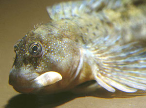 Montagu's Blenny (Coryphoblennius galerita) |commons:File:Coryphoblennius galerita.jpg
