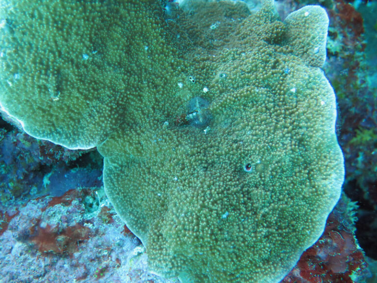 Montipora Aequituberculata (Montipora aequituberculata) |commons:File:Montipora aequituberculata, Lizard I..jpeg