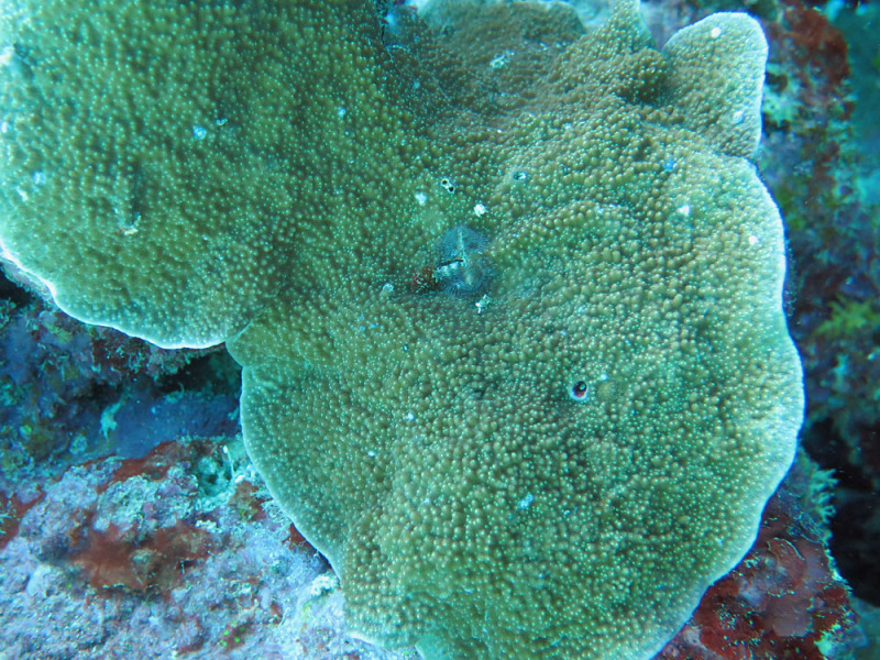 Montipora Aequituberculata (Montipora aequituberculata) |commons:File:Montipora aequituberculata, Lizard I..jpeg