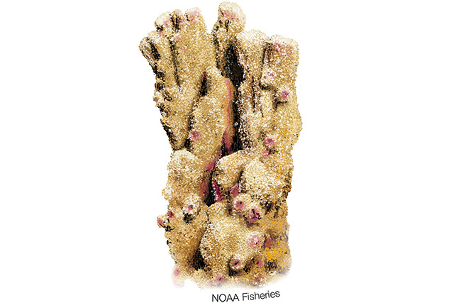 Montipora Australiensis (Montipora australiensis) |commons:File:640x427-montipora-australiensis-coral.jpg