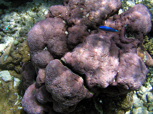 Montipora Caliculata (Montipora caliculata) |commons:File:Montipora caliculata.jpg