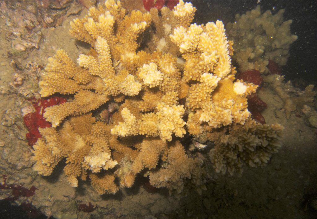 Montipora Capitata (Montipora capitata) |commons:File:Montipora capitata, Kailua.jpg