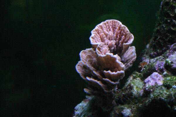 Montipora Capricornis (Montipora capricornis) |commons:File:Montipora capricornis.JPG