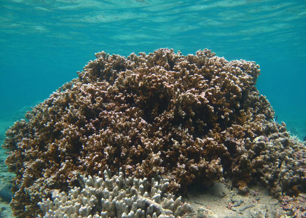 Montipora Circumvallata (Montipora circumvallata) |commons:File:Montipora circumvallata à confirmer.jpg