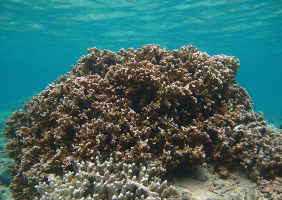 Montipora Circumvallata (Montipora circumvallata) |commons:File:Montipora circumvallata à confirmer.jpg