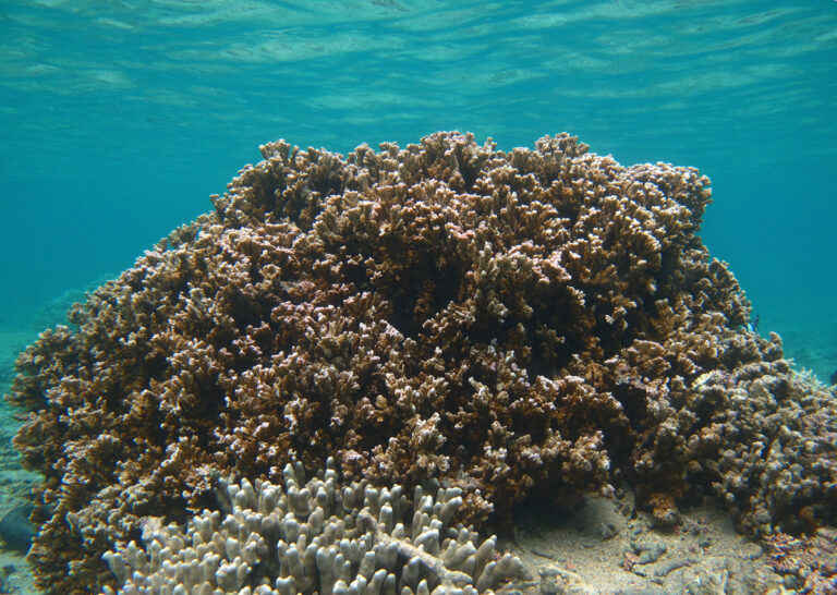 Montipora Circumvallata (Montipora circumvallata) |commons:File:Montipora circumvallata à confirmer.jpg