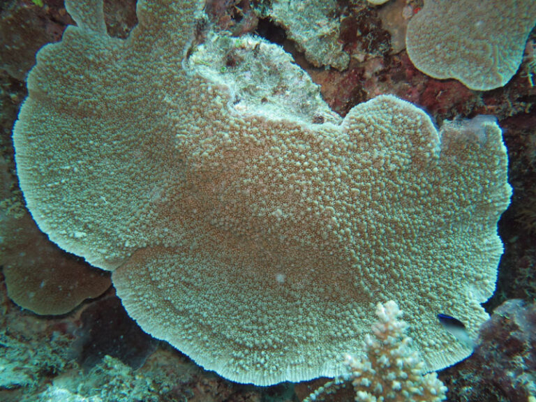 Montipora Danae (Montipora danae) |commons:File:Montipora danae, Lizard Island.jpeg