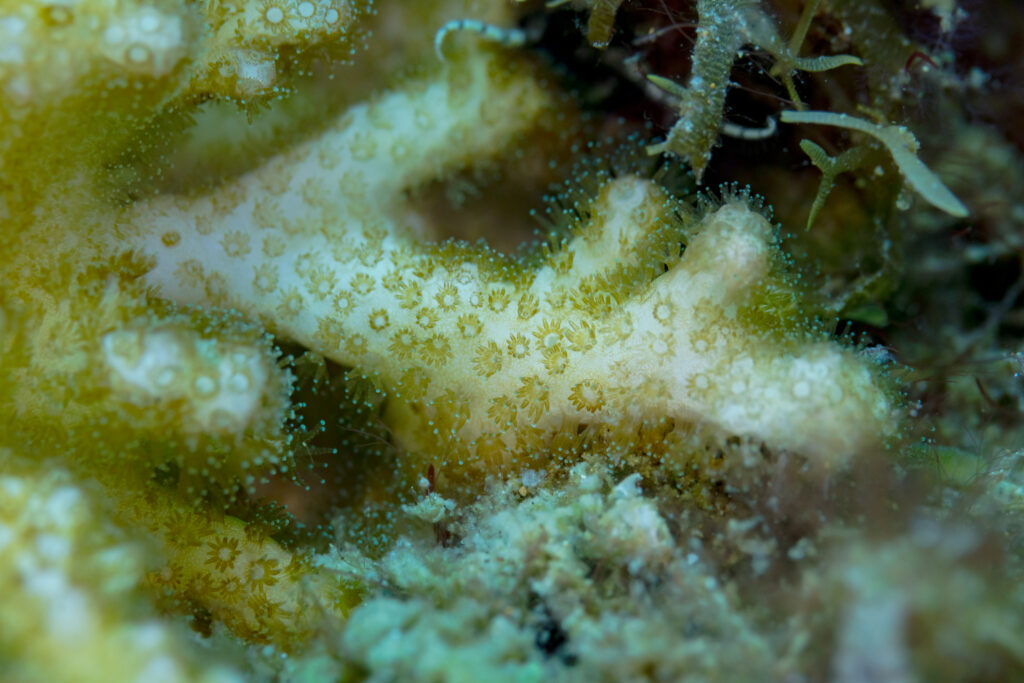 Montipora Digitata (Montipora digitata) |commons:File:Coral (Montipora digitata), Anilao, Filipinas, 2023-08-23, DD 115.jpg