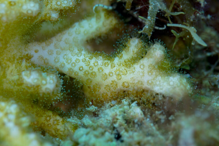 Montipora Digitata (Montipora digitata) |commons:File:Coral (Montipora digitata), Anilao, Filipinas, 2023-08-23, DD 115.jpg