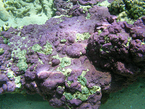 Montipora Efflorescens (Montipora efflorescens) |commons:File:Montipora efflorescens.jpg
