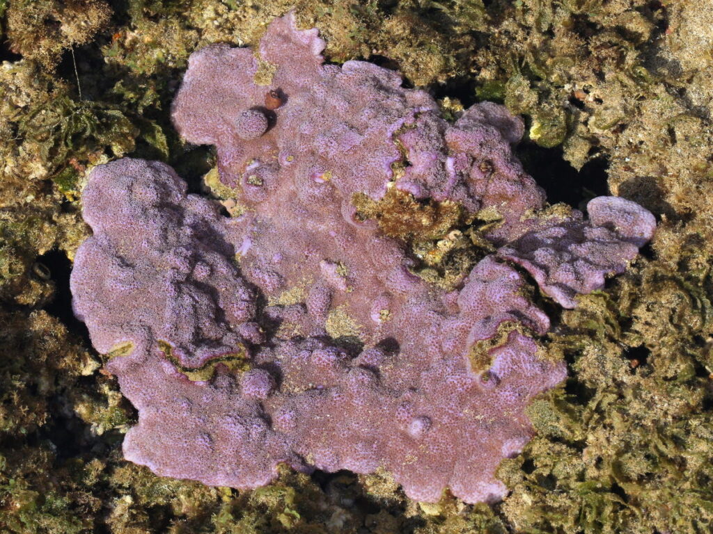 Montipora Flabellata (Montipora flabellata) |commons:File:Montipora flabellata-tidepool.jpg
