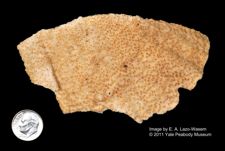 Montipora Foliosa (Montipora foliosa) |commons:File:Montipora foliosa (YPM IZ 001888.CN).jpeg