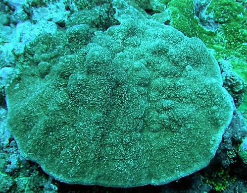 Montipora Foveolata (Montipora foveolata) |commons:File:Montipora cf foveolata.jpg