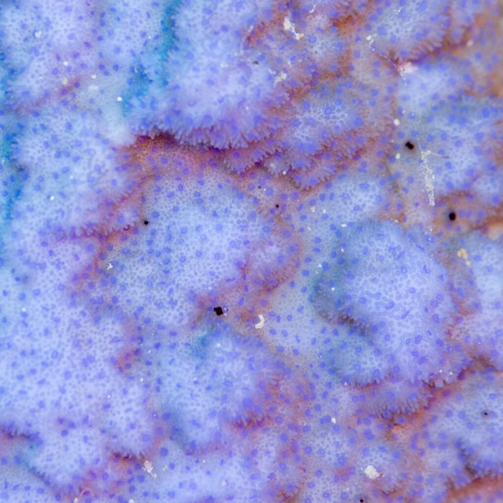 Montipora Grisea (Montipora grisea) |commons:File:Coral (Montipora grisea), mar Rojo, Egipto, 2023-04-18, DD 45.jpg