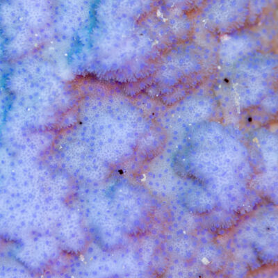 Montipora Grisea (Montipora grisea) |commons:File:Coral (Montipora grisea), mar Rojo, Egipto, 2023-04-18, DD 45.jpg