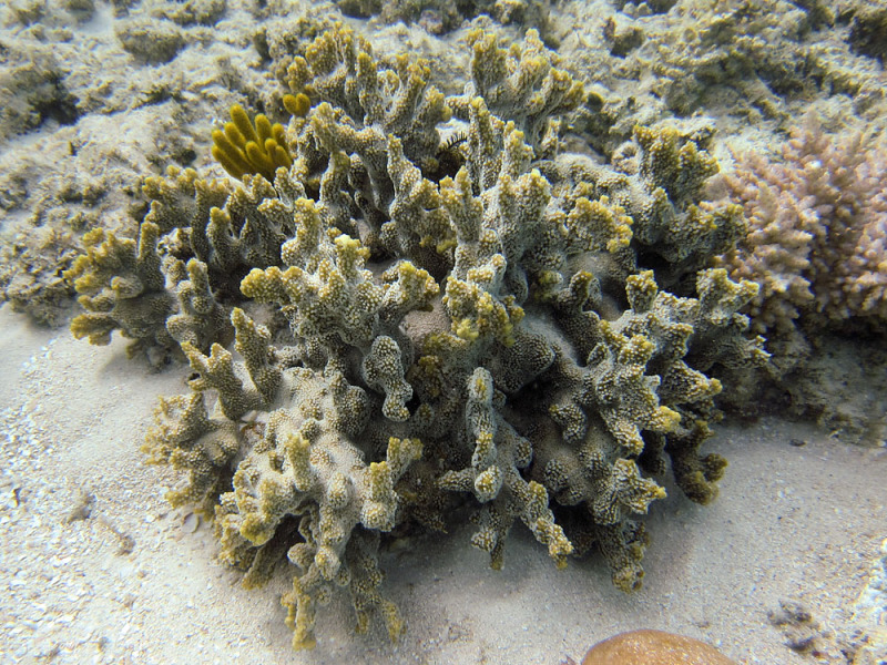 Montipora Hispida (Montipora hispida) |commons:File:Montipora hispida, Lizard I..jpeg