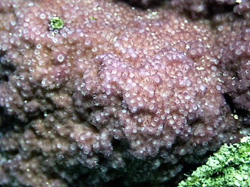 Montipora Hoffmeisteri (Montipora hoffmeisteri) |commons:File:Montipora cf. hoffmeisteri.jpg