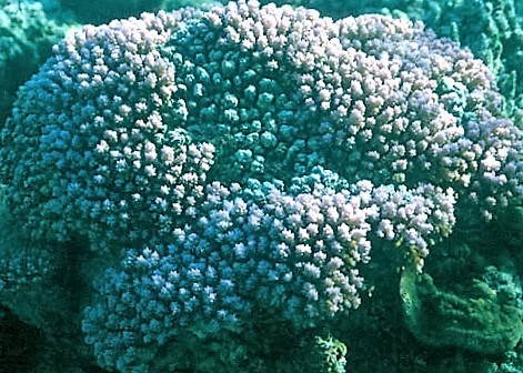 Montipora Informis (Montipora informis) |commons:File:Montipora informis.jpg