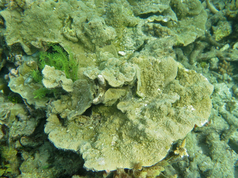 Montipora Monasteriata (Montipora monasteriata) |commons:File:Montipora monasteriata, colonia.jpeg