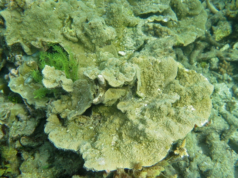 Montipora Monasteriata (Montipora monasteriata) |commons:File:Montipora monasteriata, colonia.jpeg