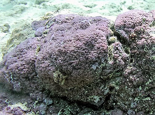 Montipora Nodosa (Montipora nodosa) |commons:File:Montipora nodosa, Samoa Americana.jpg