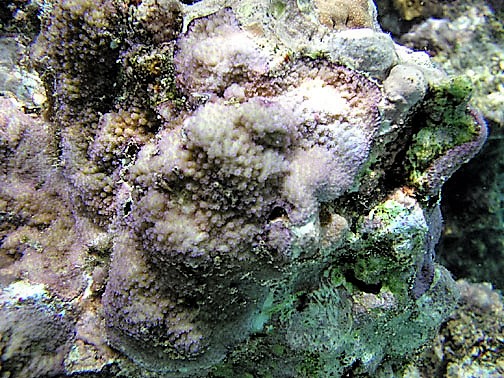 Montipora Peltiformis (Montipora peltiformis) |commons:File:Montipora peltiformis.jpg