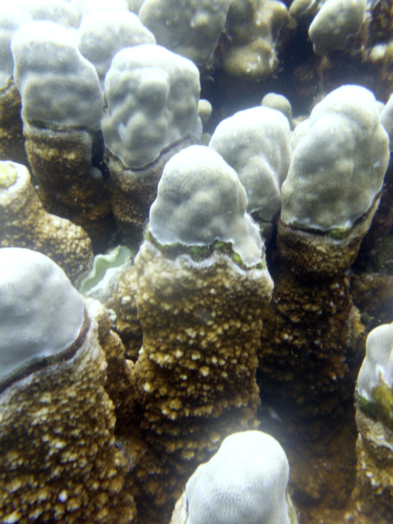 Montipora Porites (Montipora porites) |commons:File:Porites e Montipora 683.JPG