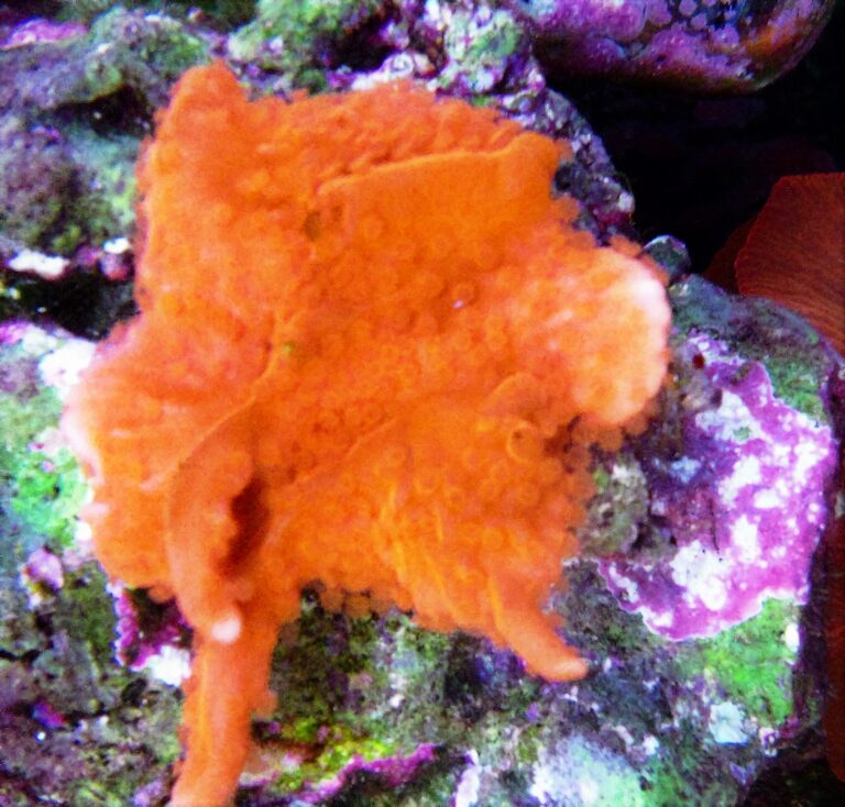 Montipora Setosa (Montipora setosa) |commons:File:Montipora setosa.JPG