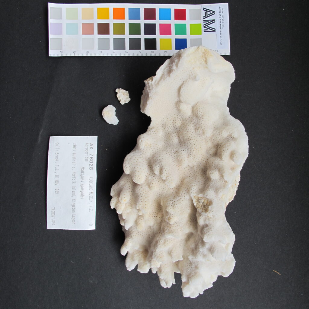 Montipora Spongodes (Montipora spongodes) |commons:File:Montipora spongodes Bernard, 1897 (AM MA76028-1).jpg