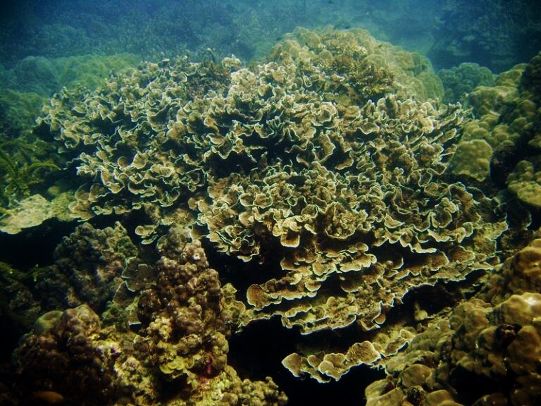 Montipora Tuberculosa (Montipora tuberculosa) |commons:File:Montipora tuberculosa, Koh Phangan.jpg