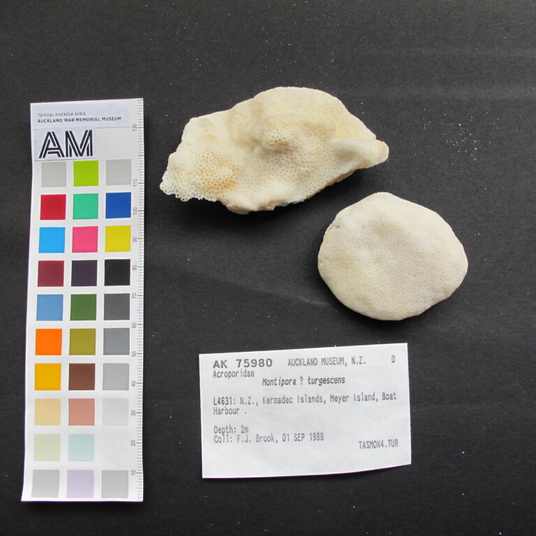 Montipora Turgescens (Montipora turgescens) |commons:File:Montipora . turgescens Bernard, 1897 (AM MA75980-1).jpg