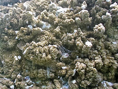 Montipora Turtlensis (Montipora turtlensis) |commons:File:Montipora turtlensis.jpg