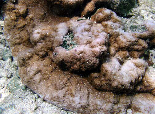 Montipora Venosa (Montipora venosa) |commons:File:Montipora-venosa.jpg