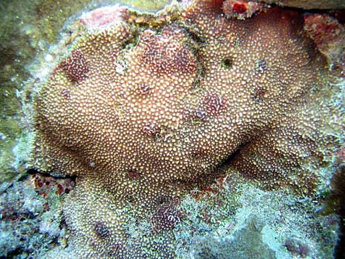 Montipora Verrucosa (Montipora verrucosa) |commons:File:Montipora verrucosa.jpg